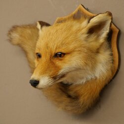 Fox Head with Tail—Red Fox Head, Taxidermy Specimen, Game Trophy 89.8.210