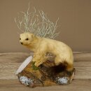 Hermeline, belette, fourrure dhiver, hauteur 21 cm,...