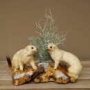 Hermeline, 2 pièces, hermines, belette, fourrure...