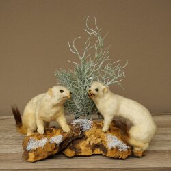 Hermelin 2 Stück Hermeline Wiesel Winter Fell Höhe 30 cm Tierpräparat 89.1.62