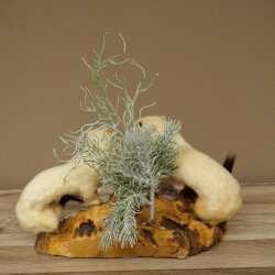 Hermelin 2 Stück Hermeline Wiesel Winter Fell Höhe 30 cm Tierpräparat 89.1.62