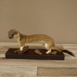 Hermelin großes Wiesel Sommer Fell Präparat Höhe 17 cm Tierpräparat 89.2.100