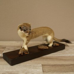 Hermelin großes Wiesel Sommer Fell Präparat Höhe 17 cm Tierpräparat 89.2.100