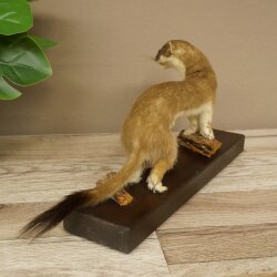 Hermelin großes Wiesel Sommer Fell Präparat Höhe 17 cm Tierpräparat 89.2.100