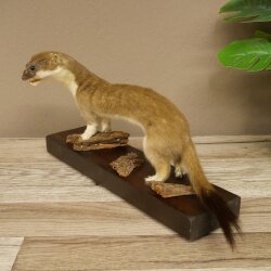 Hermelin großes Wiesel Sommer Fell Präparat Höhe 17 cm Tierpräparat 89.2.100