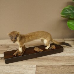 Hermelin großes Wiesel Sommer Fell Präparat Höhe 17 cm Tierpräparat 89.2.100