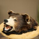 Black Bear Head—Taxidermy Specimen Approved for Sale
