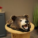 Black Bear Head—Taxidermy Specimen Approved for Sale