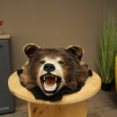 Black Bear Head—Taxidermy Specimen Approved for Sale