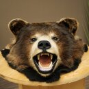 Black Bear Head—Taxidermy Specimen Approved for Sale