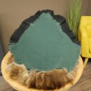 Black Bear Head—Taxidermy Specimen Approved for Sale