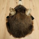 Black Bear Head—Taxidermy Specimen Approved for Sale