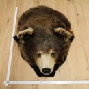 Black Bear Head—Taxidermy Specimen Approved for Sale