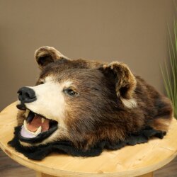Black Bear Head—Taxidermy Specimen Approved for Sale