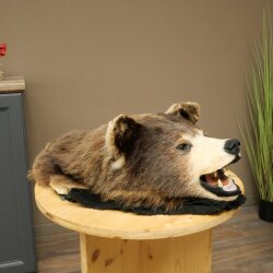 Black Bear Head—Taxidermy Specimen Approved for Sale