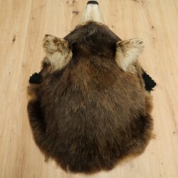 Black Bear Head—Taxidermy Specimen Approved for Sale