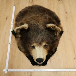 Black Bear Head—Taxidermy Specimen Approved for Sale
