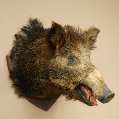 Wildschwein Europäischer Keiler Keilerkopf Höhe 62 cm Kopf Tierpräparat Präparat Trophäe 34.1.85