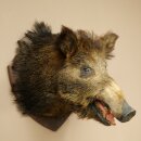 Wild Boar, European Boar, Boar Head, Height 62 cm, Head,...
