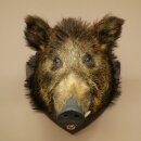 Wildschwein Europäischer Keiler Keilerkopf Höhe 62 cm Kopf Tierpräparat Präparat Trophäe 34.1.85