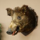Wildschwein Europäischer Keiler Keilerkopf Höhe 62 cm Kopf Tierpräparat Präparat Trophäe 34.1.85
