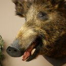 Wildschwein Europäischer Keiler Keilerkopf Höhe 62 cm Kopf Tierpräparat Präparat Trophäe 34.1.85