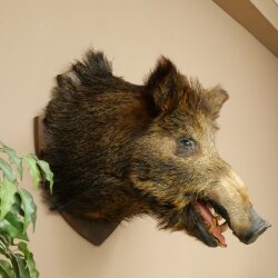 Wildschwein Europäischer Keiler Keilerkopf Höhe 62 cm Kopf Tierpräparat Präparat Trophäe 34.1.85