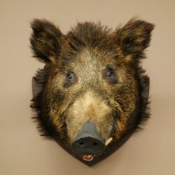 Wildschwein Europäischer Keiler Keilerkopf Höhe 62 cm Kopf Tierpräparat Präparat Trophäe 34.1.85