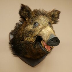 Wildschwein Europäischer Keiler Keilerkopf Höhe 62 cm Kopf Tierpräparat Präparat Trophäe 34.1.85