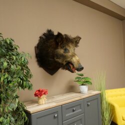 Wildschwein Europäischer Keiler Keilerkopf Höhe 62 cm Kopf Tierpräparat Präparat Trophäe 34.1.85