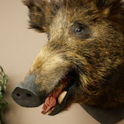 Wildschwein Europäischer Keiler Keilerkopf Höhe 62 cm Kopf Tierpräparat Präparat Trophäe 34.1.85