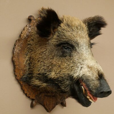 Wild Boar, European Boar, Boars Head, Taxidermy Specimen, Trophy 34.1.86