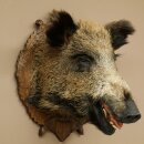 Wildschwein Europäischer Keiler Keilerkopf Kopf...
