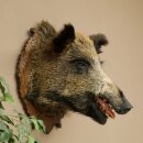 Wildschwein Europäischer Keiler Keilerkopf Kopf...