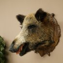 Wild Boar, European Boar, Boars Head, Taxidermy Specimen, Trophy 34.1.86