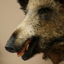 Wild Boar, European Boar, Boars Head, Taxidermy Specimen, Trophy 34.1.86