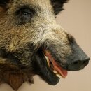 Wild Boar, European Boar, Boars Head, Taxidermy Specimen, Trophy 34.1.86