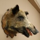 Wild Boar, European Boar, Boars Head, Taxidermy Specimen, Trophy 34.1.86