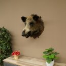Wild Boar, European Boar, Boars Head, Taxidermy Specimen, Trophy 34.1.86