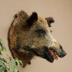 Wild Boar, European Boar, Boars Head, Taxidermy Specimen, Trophy 34.1.86
