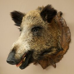 Wild Boar, European Boar, Boars Head, Taxidermy Specimen, Trophy 34.1.86