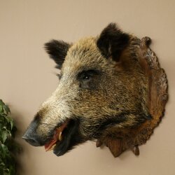 Wild Boar, European Boar, Boars Head, Taxidermy Specimen, Trophy 34.1.86