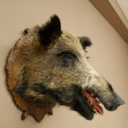Wild Boar, European Boar, Boars Head, Taxidermy Specimen, Trophy 34.1.86