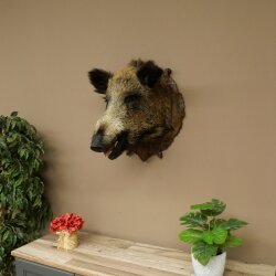 Wild Boar, European Boar, Boars Head, Taxidermy Specimen, Trophy 34.1.86