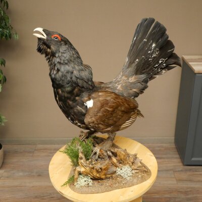 Whole-body mounted capercaillie specimen, height 63 cm, with permission to sell 90.1.22