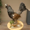 Whole-body mounted capercaillie specimen, height 63 cm, with permission to sell 90.1.22