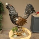 Whole-body mounted capercaillie specimen, height 63 cm, with permission to sell 90.1.22