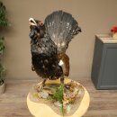 Whole-body mounted capercaillie specimen, height 63 cm, with permission to sell 90.1.22