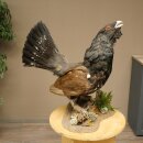 Whole-body mounted capercaillie specimen, height 63 cm, with permission to sell 90.1.22