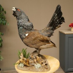 Whole-body mounted capercaillie specimen, height 63 cm, with permission to sell 90.1.22
